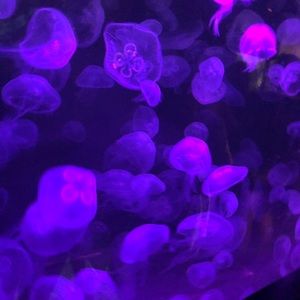 Meet your Posher, Mystique